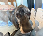 Small #5 Great Dane