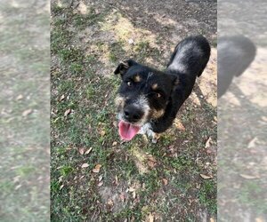Miniature Schnauzer-Rottweiler Mix Dogs for adoption in Texas City, TX, USA