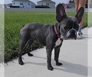French Bulldog Puppy for sale in WEST PALM BEACH, FL, USA