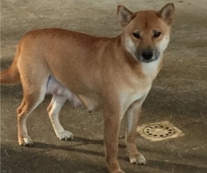 Mother of the Shiba Inu puppies born on 05/17/2019