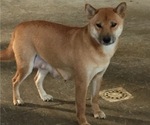 Small Photo #1 Shiba Inu Puppy For Sale in MILLERSTOWN, PA, USA