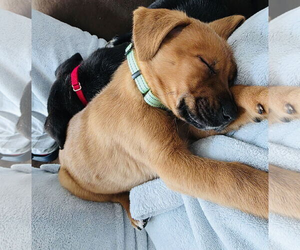 Medium Photo #3 Labbe Puppy For Sale in Princeton, MN, USA