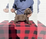 Small Photo #7 Labrador Retriever Puppy For Sale in SAINT JOSEPH, MO, USA