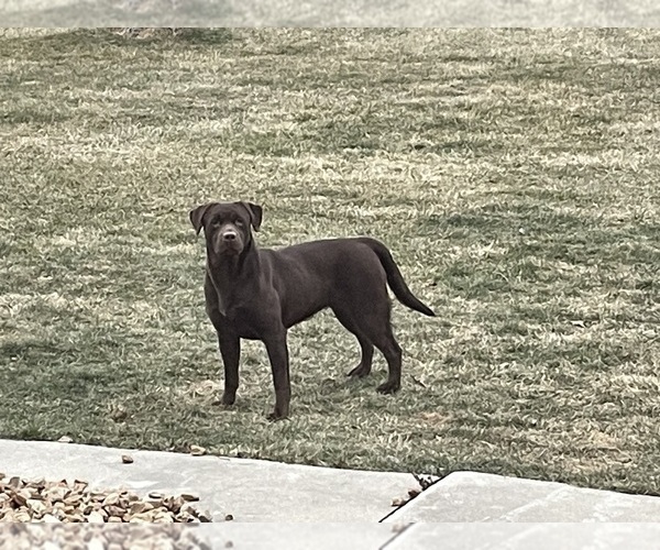Medium Photo #1 Labrador Retriever Puppy For Sale in WAUSEON, OH, USA