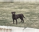 Small Photo #1 Labrador Retriever Puppy For Sale in WAUSEON, OH, USA