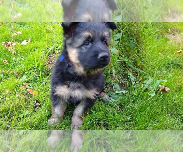 Medium Photo #7 German Shepherd Dog Puppy For Sale in OAK GROVE, OR, USA