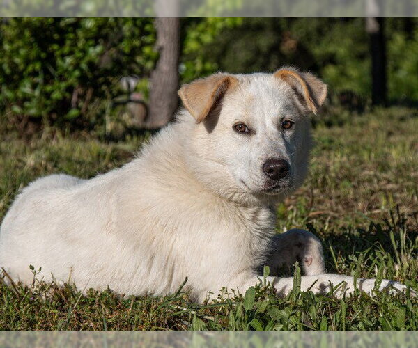 Medium Photo #2 Border Collie-Unknown Mix Puppy For Sale in San Andreas, CA, USA