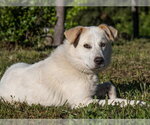 Small #1 Border Collie Mix