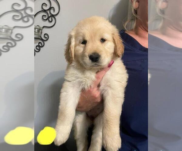 Medium Photo #1 Golden Retriever Puppy For Sale in MOORESVILLE, IN, USA