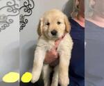 Small Photo #1 Golden Retriever Puppy For Sale in MOORESVILLE, IN, USA