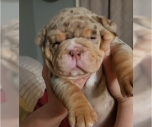 Olde English Bulldogge Puppy for sale in ELK MOUND, WI, USA