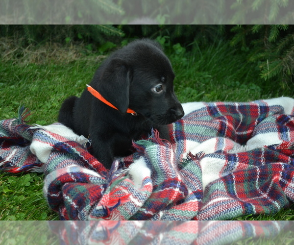 Medium Photo #4 Labrador Retriever Puppy For Sale in GREENWOOD, WI, USA