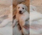 Small Photo #19 Golden Pyrenees-Great Pyrenees Mix Puppy For Sale in RAVENNA, MI, USA