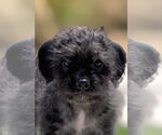 Small #1 Mutt