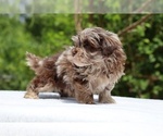 Small #13 ShihPoo