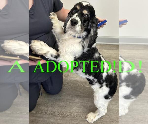 Medium Photo #1 Cocker Spaniel Puppy For Sale in Westminster, MD, USA