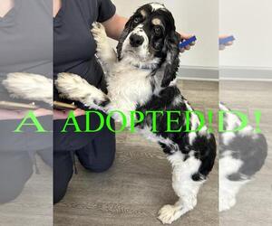 Cocker Spaniel Dogs for adoption in Westminster, MD, USA