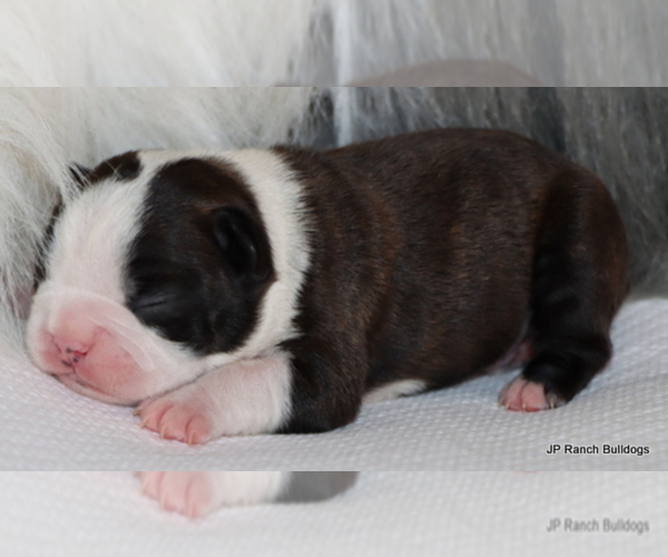 Medium Photo #10 Boston Terrier Puppy For Sale in WINNSBORO, TX, USA