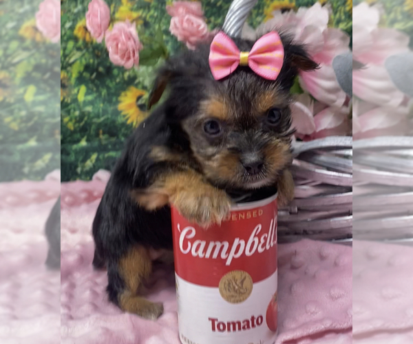 Medium Photo #6 Shorkie Tzu Puppy For Sale in SELLERSBURG, IN, USA