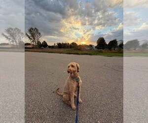 Goldendoodle Dogs for adoption in Holland, MI, USA