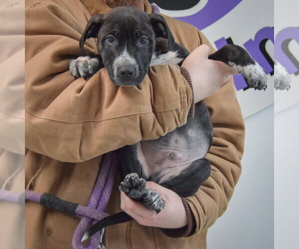 Medium Photo #5 American Staffordshire Terrier-Boxer Mix Puppy For Sale in Huntley, IL, USA