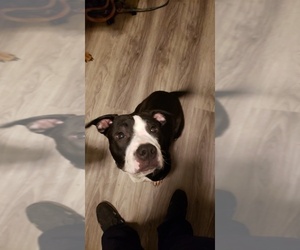 American Pit Bull Terrier-Unknown Mix Puppy for sale in WINSTON SALEM, NC, USA
