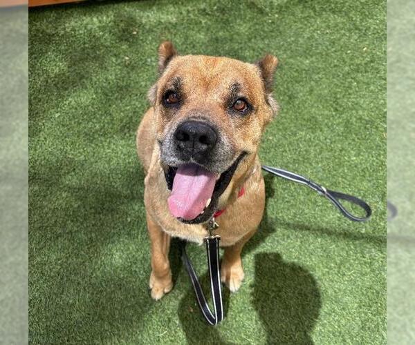 Medium Photo #1 Mutt Puppy For Sale in Las Vegas, NV, USA