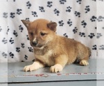 Small Photo #2 Shiba Inu Puppy For Sale in EDINA, MO, USA