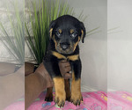 Small Photo #6 Rottweiler Puppy For Sale in FORT WORTH, TX, USA