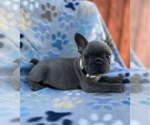 French Bulldog Puppy for sale in SACRAMENTO, CA, USA