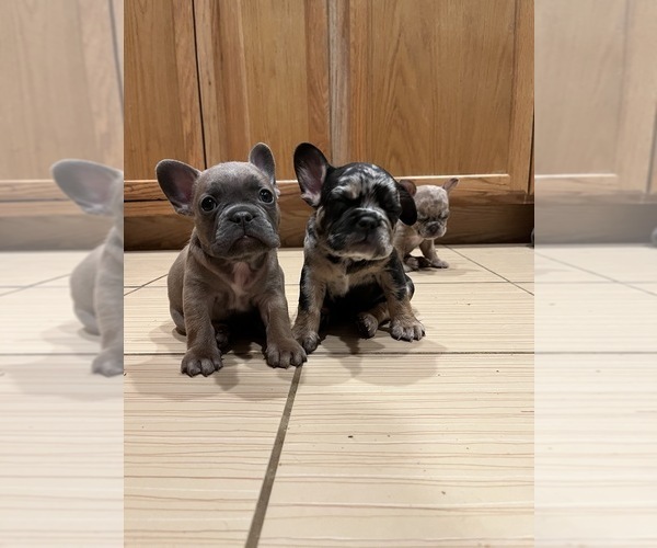 Medium Photo #4 French Bulldog Puppy For Sale in PALM SPRINGS, CA, USA