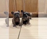 Small Photo #4 French Bulldog Puppy For Sale in PALM SPRINGS, CA, USA