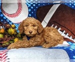 Small Photo #2 Miniature Labradoodle Puppy For Sale in KIRKWOOD, PA, USA
