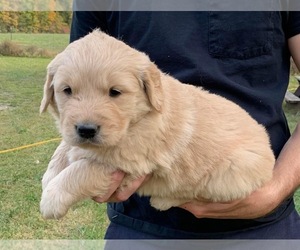 Golden Retriever Dogs for adoption in BUFFALO, MO, USA