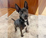 Small #3 American Pit Bull Terrier-American Staffordshire Terrier Mix