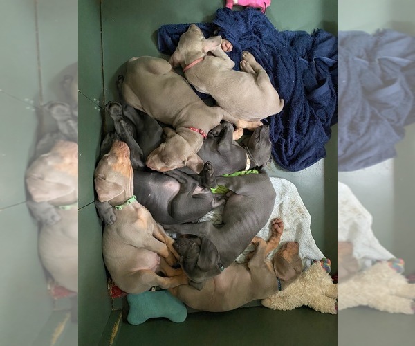 Medium Photo #2 Weimaraner Puppy For Sale in PESHTIGO, WI, USA