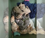 Small #1 Weimaraner