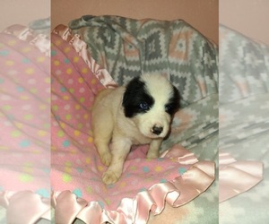 Anatolian Shepherd-Great Pyrenees Mix Puppy for sale in ENGLEWOOD, TN, USA