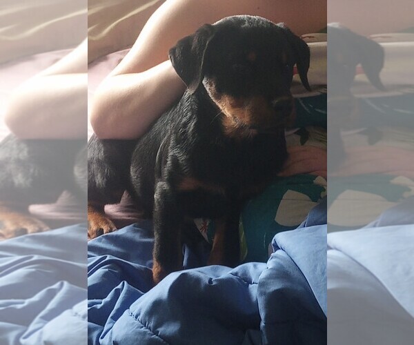 Medium Photo #9 Rottweiler Puppy For Sale in NEW LONDON, MO, USA