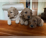 Small #6 Goldendoodle