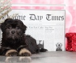 Small Photo #3 Lhasa Apso Puppy For Sale in BEL AIR, MD, USA