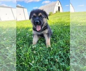 German Shepherd Dog-Unknown Mix Puppy for sale in ELIZABETHTOWN, KY, USA