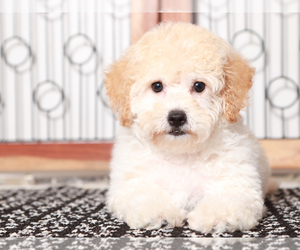 Poochon Puppy for sale in NAPLES, FL, USA