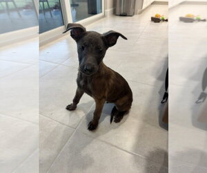 Mutt Dogs for adoption in Imlay City, MI, USA