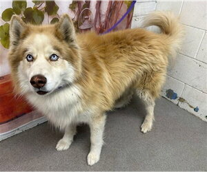 Siberian Husky Dogs for adoption in San Bernardino, CA, USA