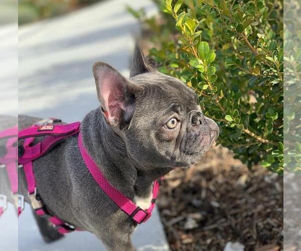 Medium Photo #1 French Bulldog Puppy For Sale in LOS ANGELES, CA, USA