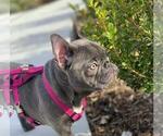 Small Photo #1 French Bulldog Puppy For Sale in LOS ANGELES, CA, USA