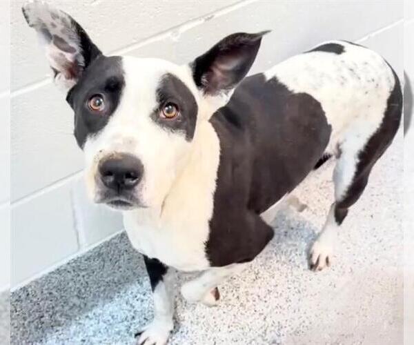 Medium Photo #2 Staffordshire Bull Terrier Puppy For Sale in Houston, TX, USA