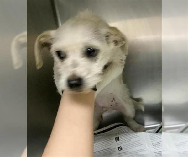 Medium Photo #1 Cairn Terrier-Unknown Mix Puppy For Sale in Visalia, CA, USA