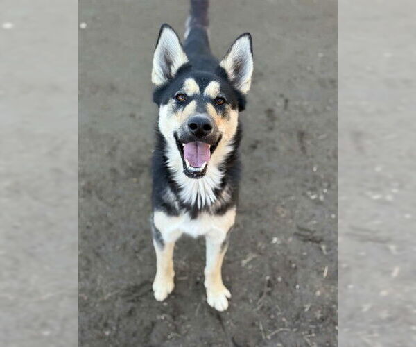 Medium Photo #2 Siberian Husky Puppy For Sale in Riverside, CA, USA